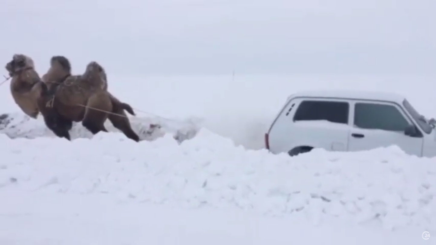 Venemaal Saratovis tõmbab kaamel auto lumest välja.