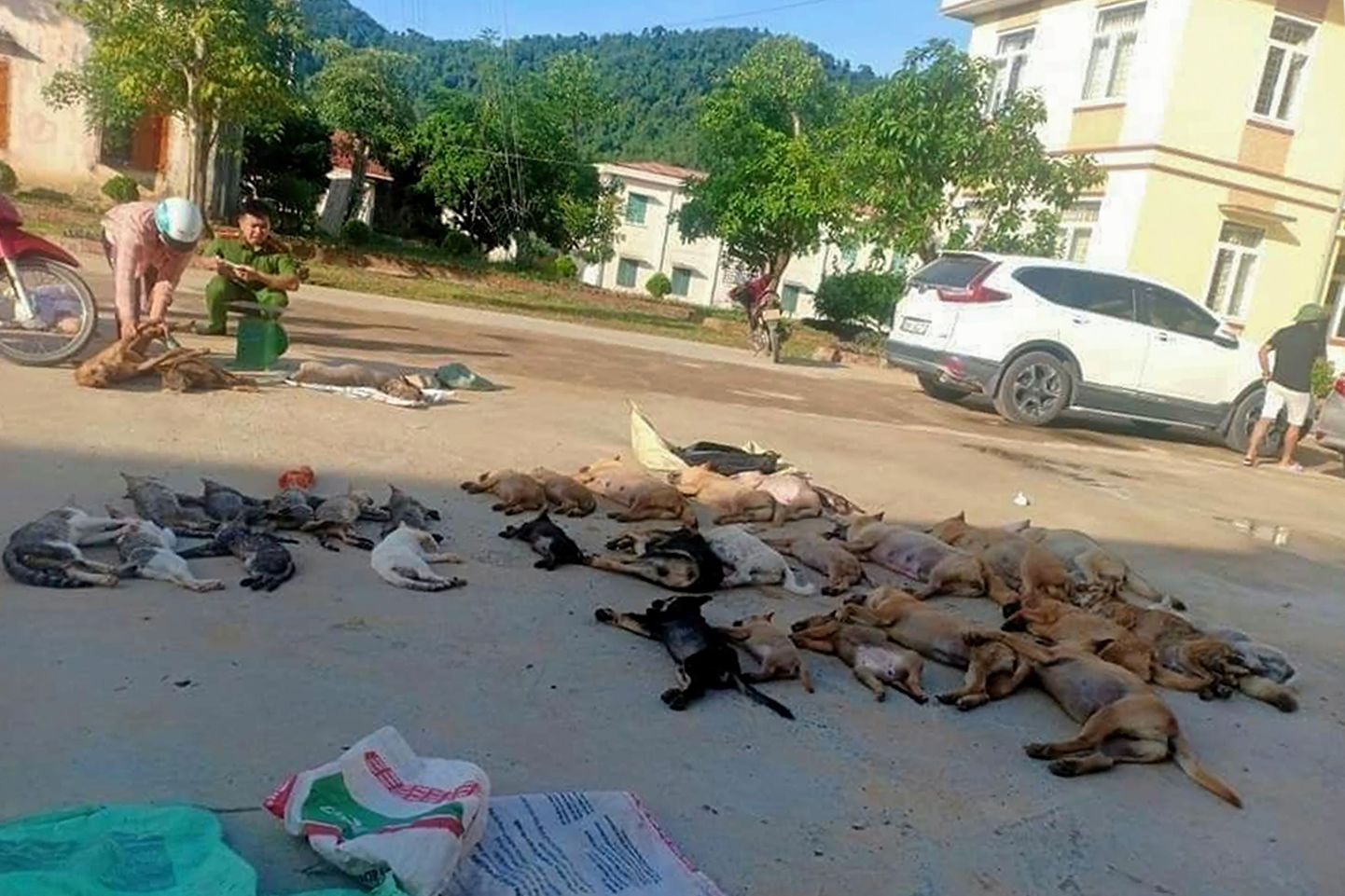 Mürgitatud koerade ja kasside jäänused Vietnamis Thanh Hoa provintsi linnatänaval. Politsei pidas kinni korjuseid kokku kogunud abielupaari.