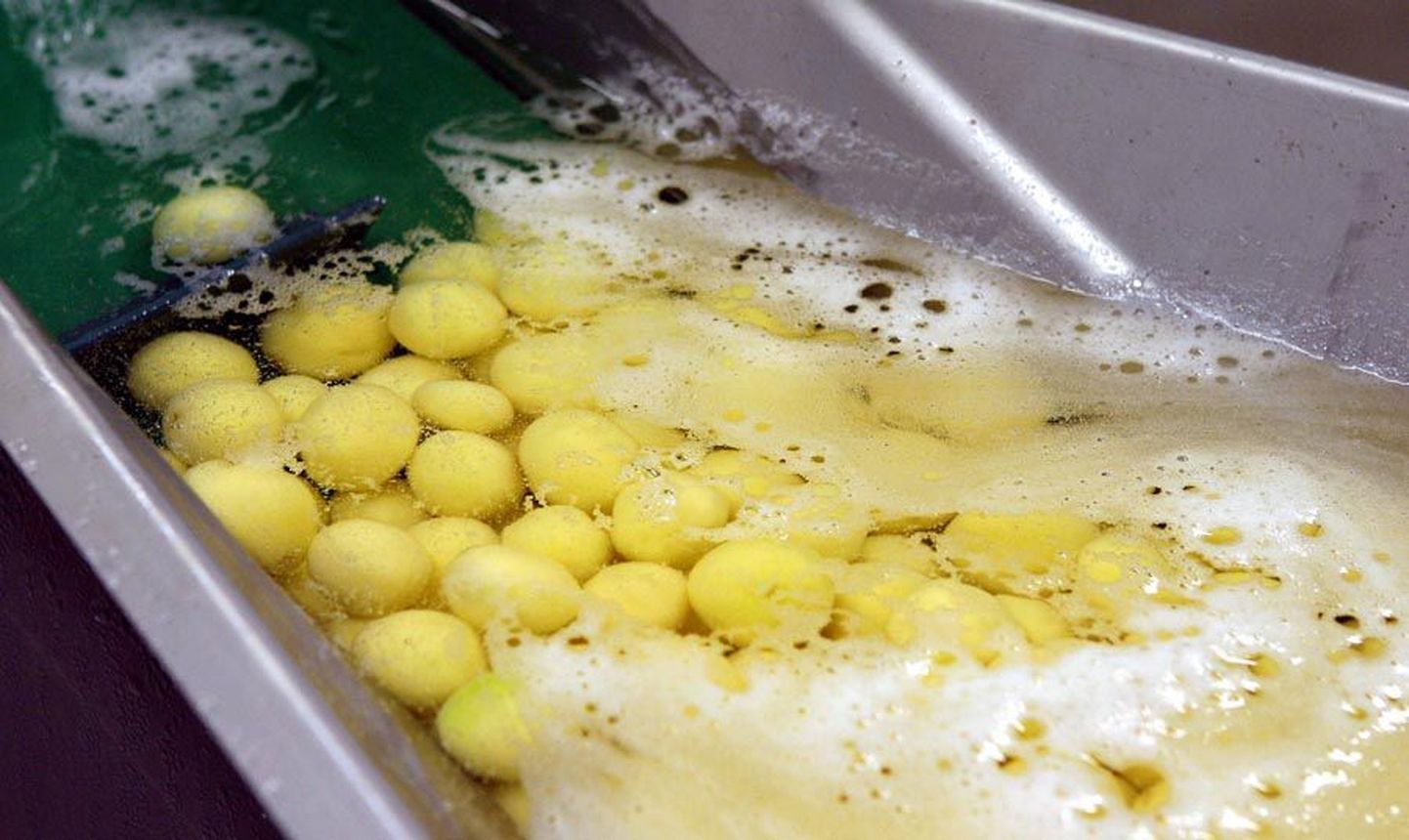 Seni toodi aktsiaseltsi Baltic Restaurants teenindatavatesse koolisööklatesse kooritud kartulid, mis olid siniseks tõmbumise vältimiseks kastetud säilitusainesse. Nüüd lubab suurettevõte hakata lastele pakkuma mugulaid, mille ilusat välimust hoitakse puhtas vees.