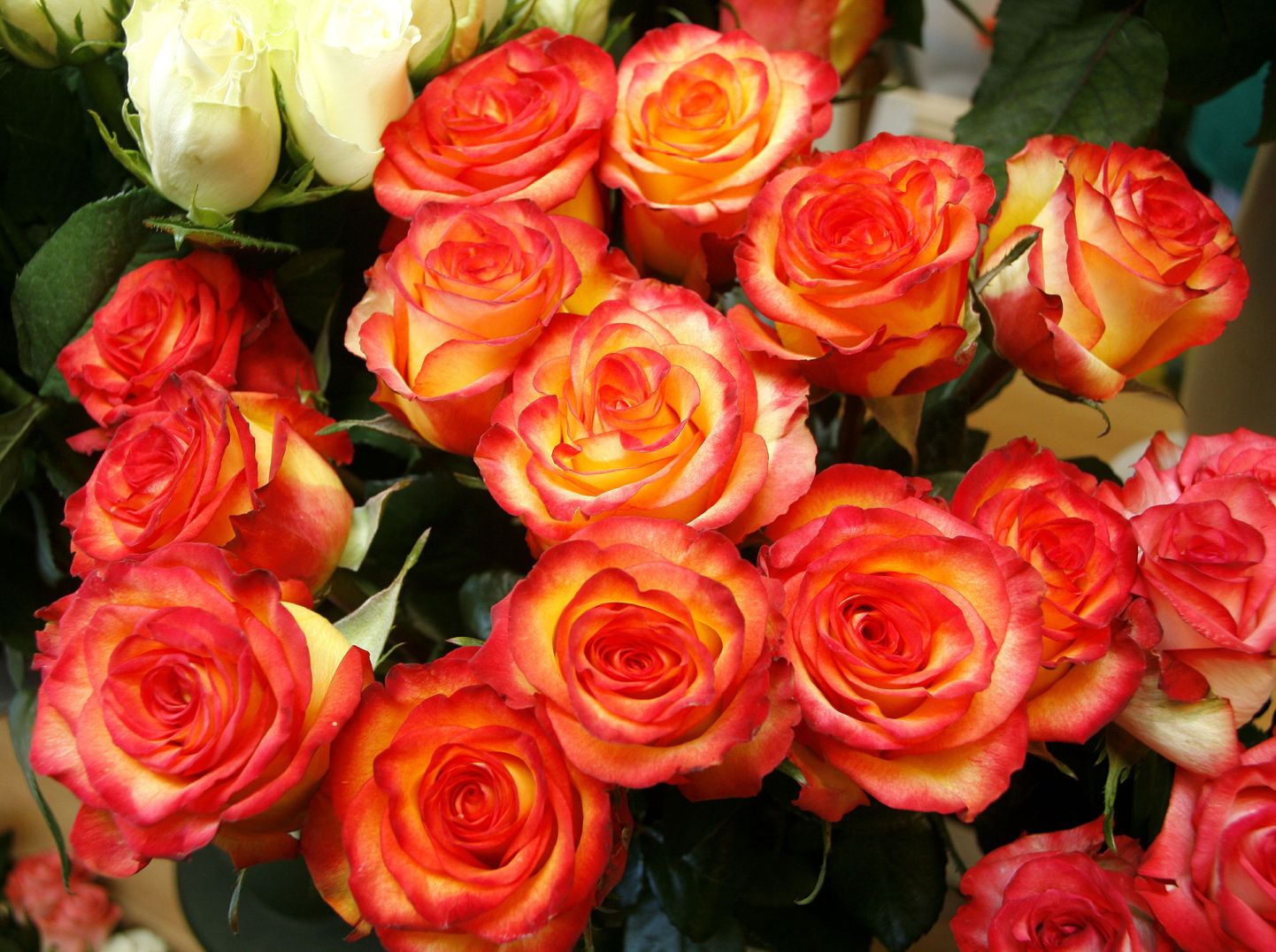 Otse kasvatajalt ostes võib roosi saada poole odavamalt kui poest.