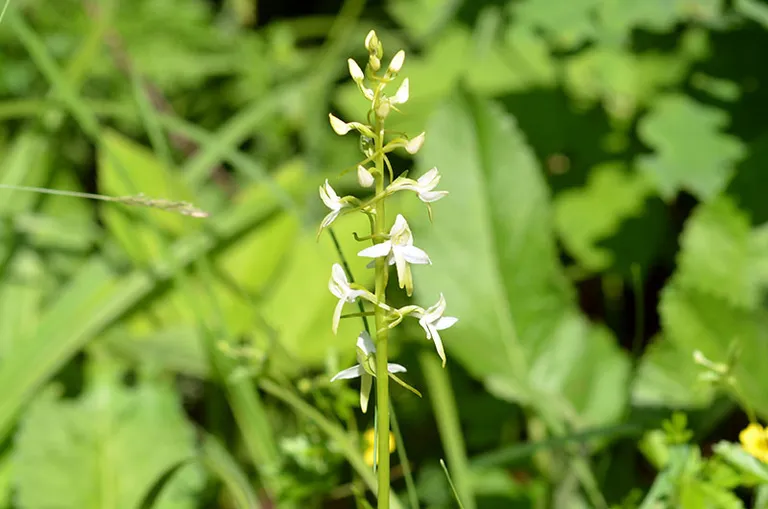 Smaržīgā naktsvijole (Platanhera bifolia).