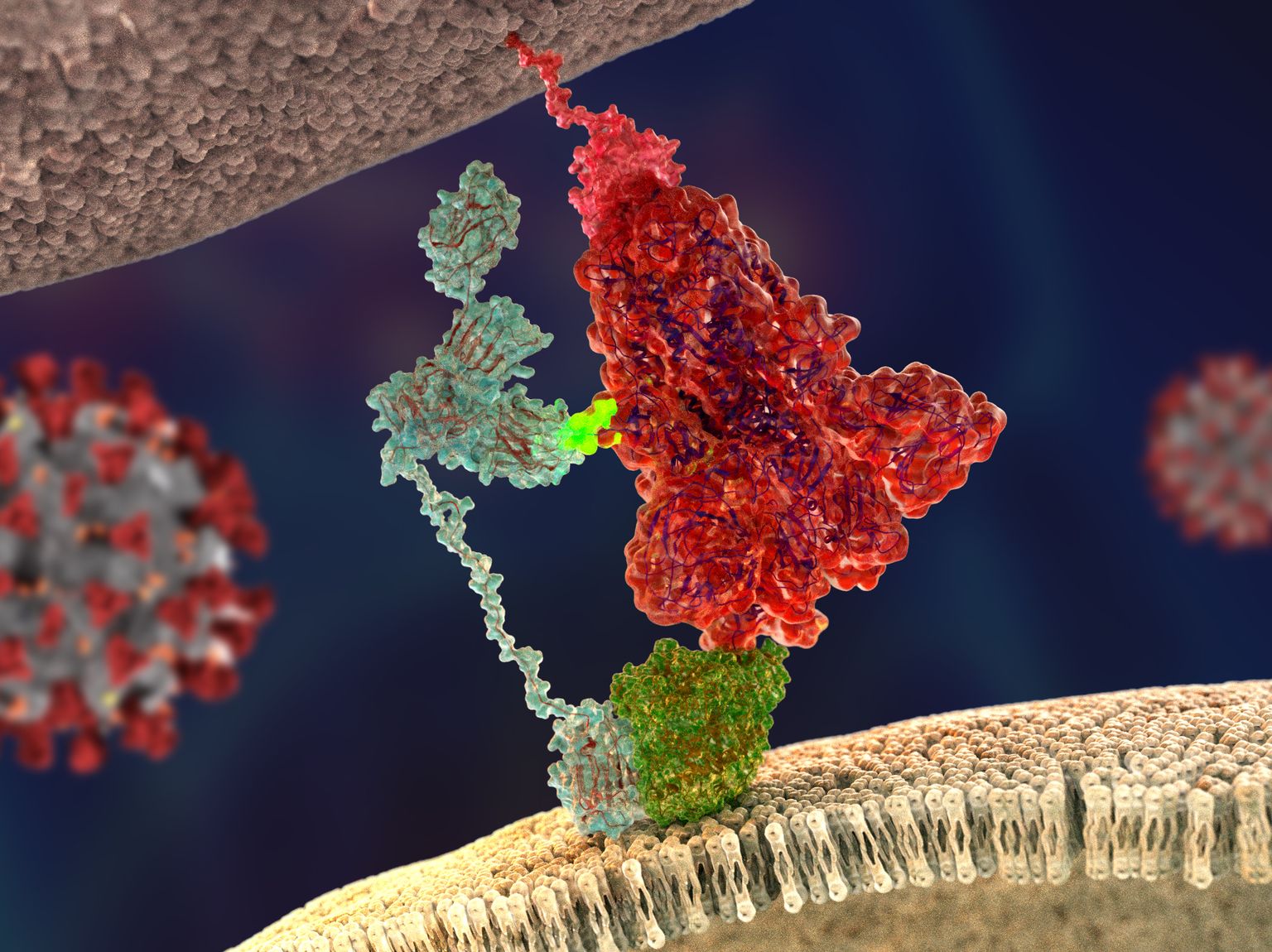 Koroonaviiruse ogavalk (kujutatud punasega) seondumas pärast furiini poolt lõikamist neuropiliin-1 valguga. Erkroheline sillake kujutab furiiniga lõikamise tagajärjel tekkivat CendR peptiidi. Värsked teadustööd näitavad, et see neuropiliin mängib viiruse inimese rakkudesse sisenemisel tõenäoselt suurt rolli, mida keegi varem ei teadnud.