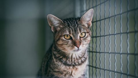 LÜHIVIDEO ⟩ Püsiva kodu leidnud kass soojendab oma uue välimusega netirahva südameid