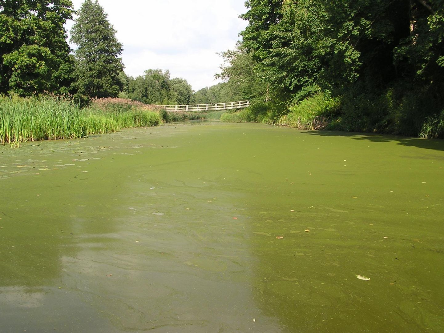 Воды реки Сауга покрыты зеленым слоем от старого железнодорожного моста до Нурме.