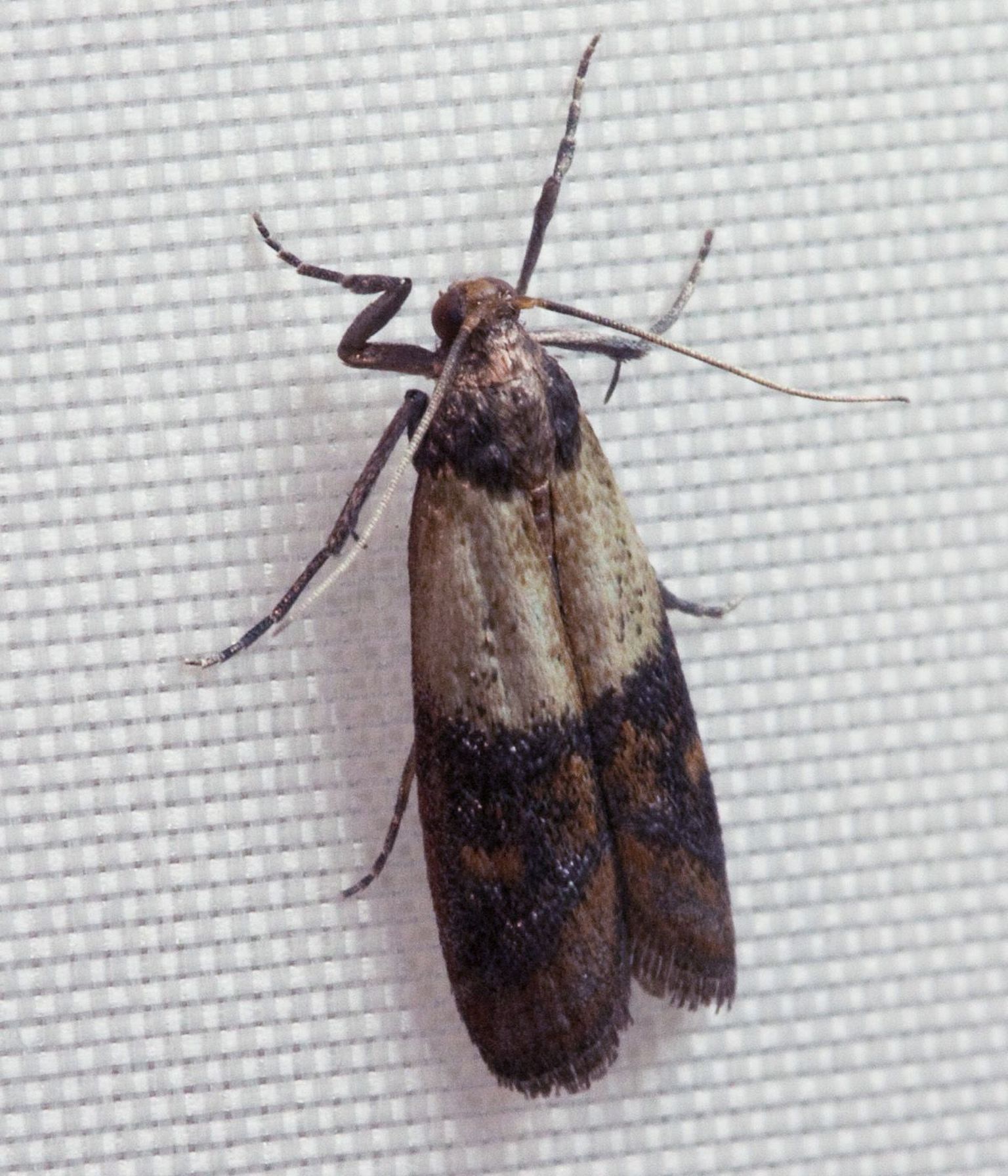 Lõuna-aidaleediku näol on tegu üsna levinud putukaga, kes kuivainetega koos koju satub.
