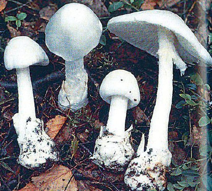 Отравление грибами: экстренная помощь, советы