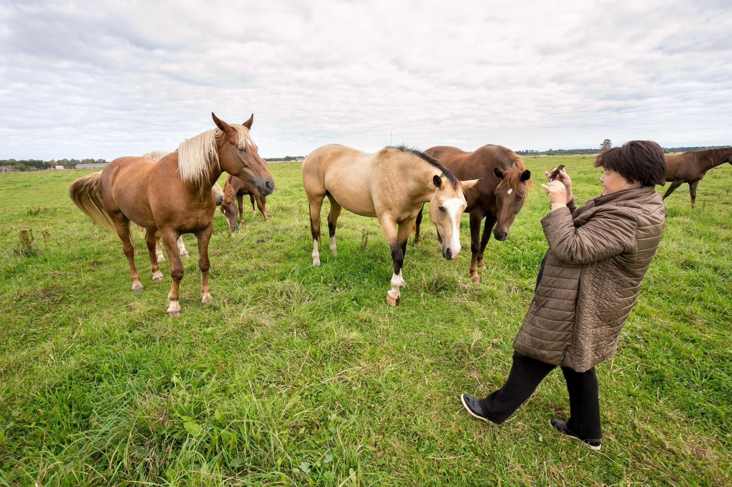 Eesti hobusekasvatajate seltsi juht Krista Sepp nentis, et kolm aastat kestnud kohtutee läbis kolm kohtuastet ja vaidlus sai lõpuks lahenduse: PRIA-l tuleb Eesti hobuse kasvatajaid ühendavale seltsile 100 000 eurot toetusraha välja maksta.