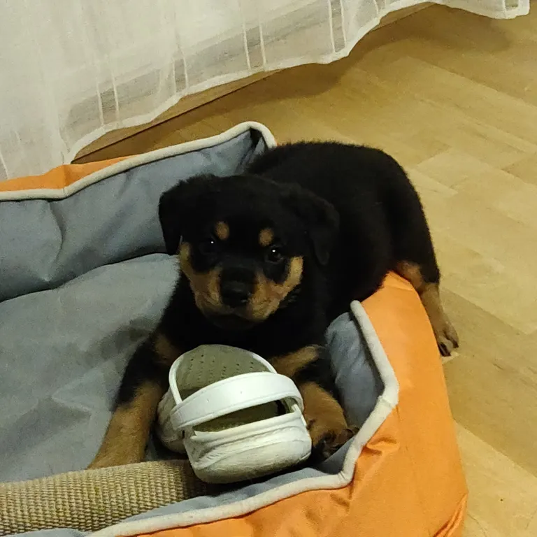 Kutsika tervis on nüüdseks korras.