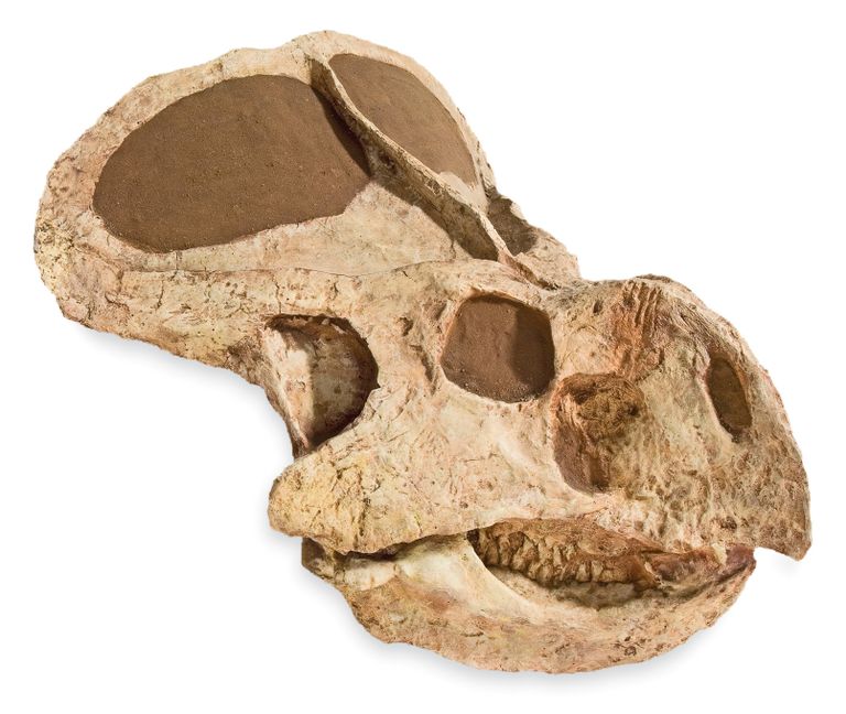 Protoceratops elas umbes 80 miljonit aastat tagasi tänapäeva Mongoolia aladel. Pildil on Protoceratops'i kolju