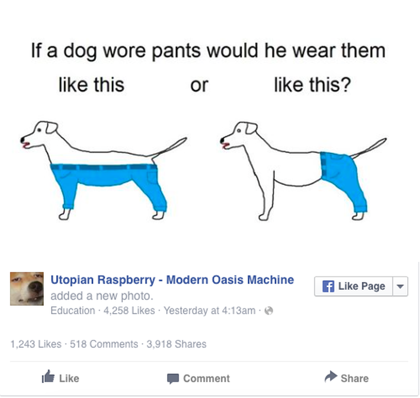 Kuidas koer peaks pükse kandma?