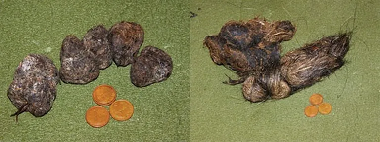 Meža cūkas kaku veido vairāki deformēti, kopā saspiesti «plācenīši» (pa labi). Vilka kaku vērtību es apjautu pagājušā gadsimta deviņdesmitajos, kad kāda zviedru ekskursantu grupa Slīteres nacionālā parka apmeklējuma laikā ar šādiem veidojumiem piestūķēja pilnas kabatas. Viņu mirdzošās acis lika man saprast, ka esmu no neattīstītas valsts un daudz ko nesaprotu (pa kreisi)