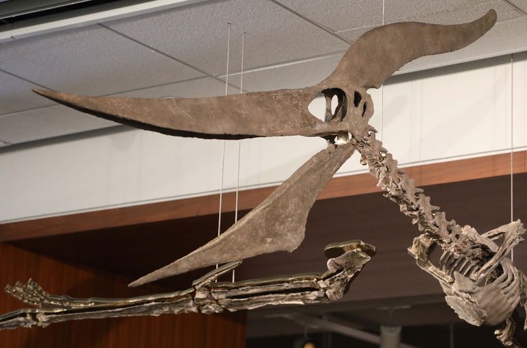 Haruldane pteranodon oksjonimajas.