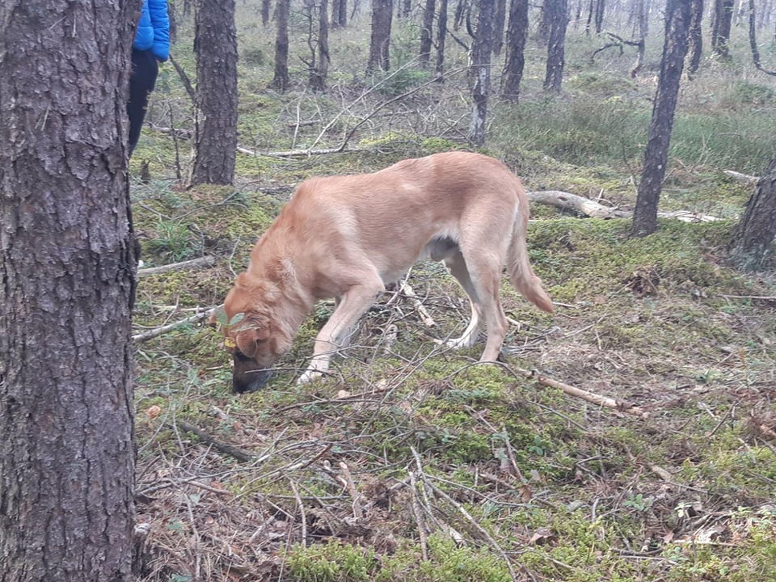 Selline koer oli jäetud Mündi metsa oma elupäevade lõppu ootama.