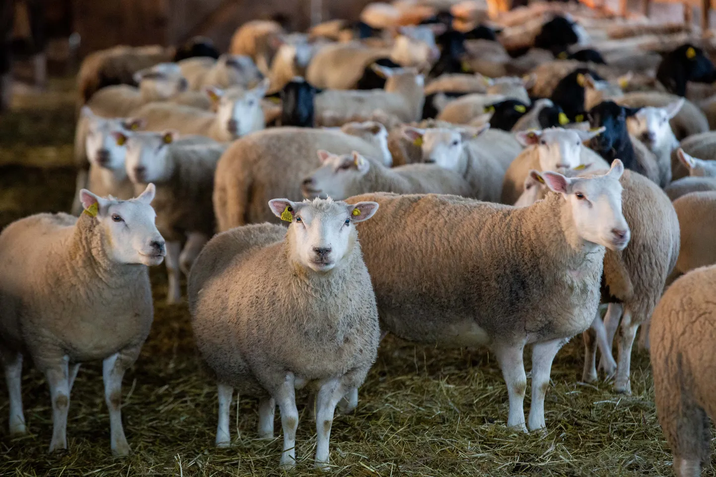 Lambad Väike-Kareda lambakasvataja Vallo Seera talus.