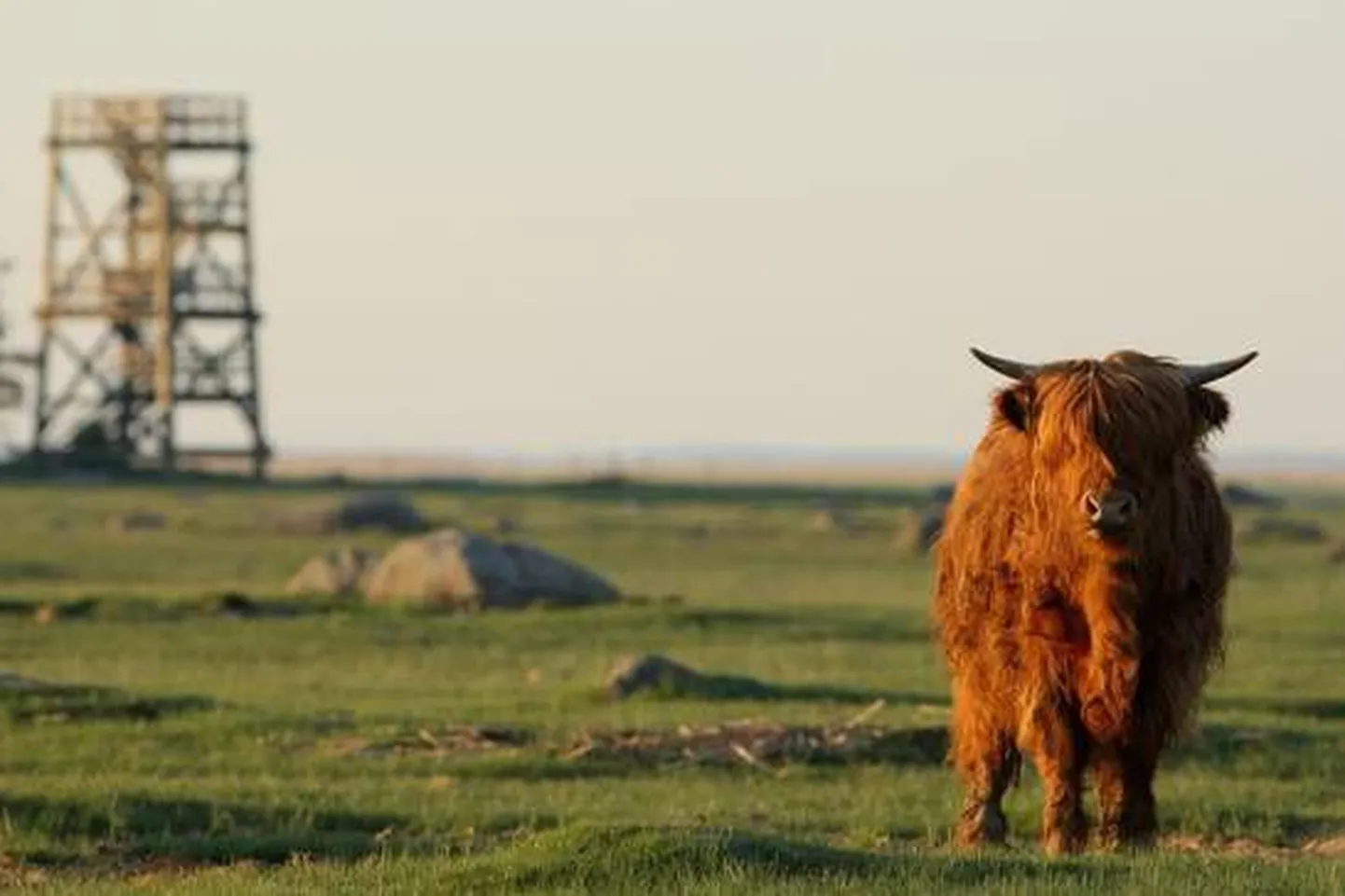 Šoti mägiveis Haeska rannas Matsalus