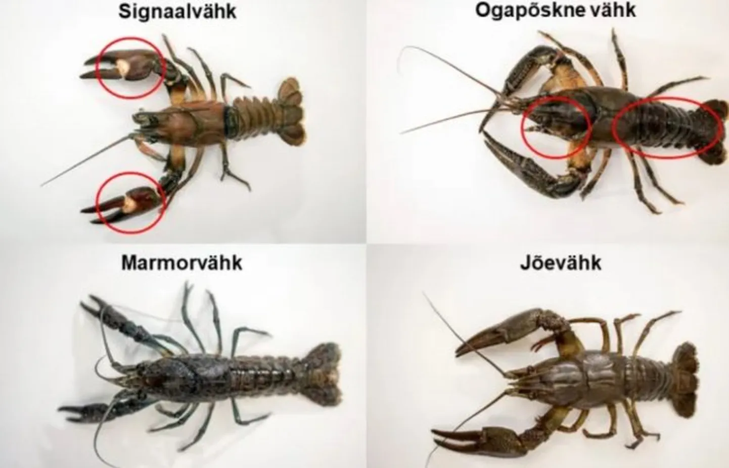 Eestis levivad vähiliigid.