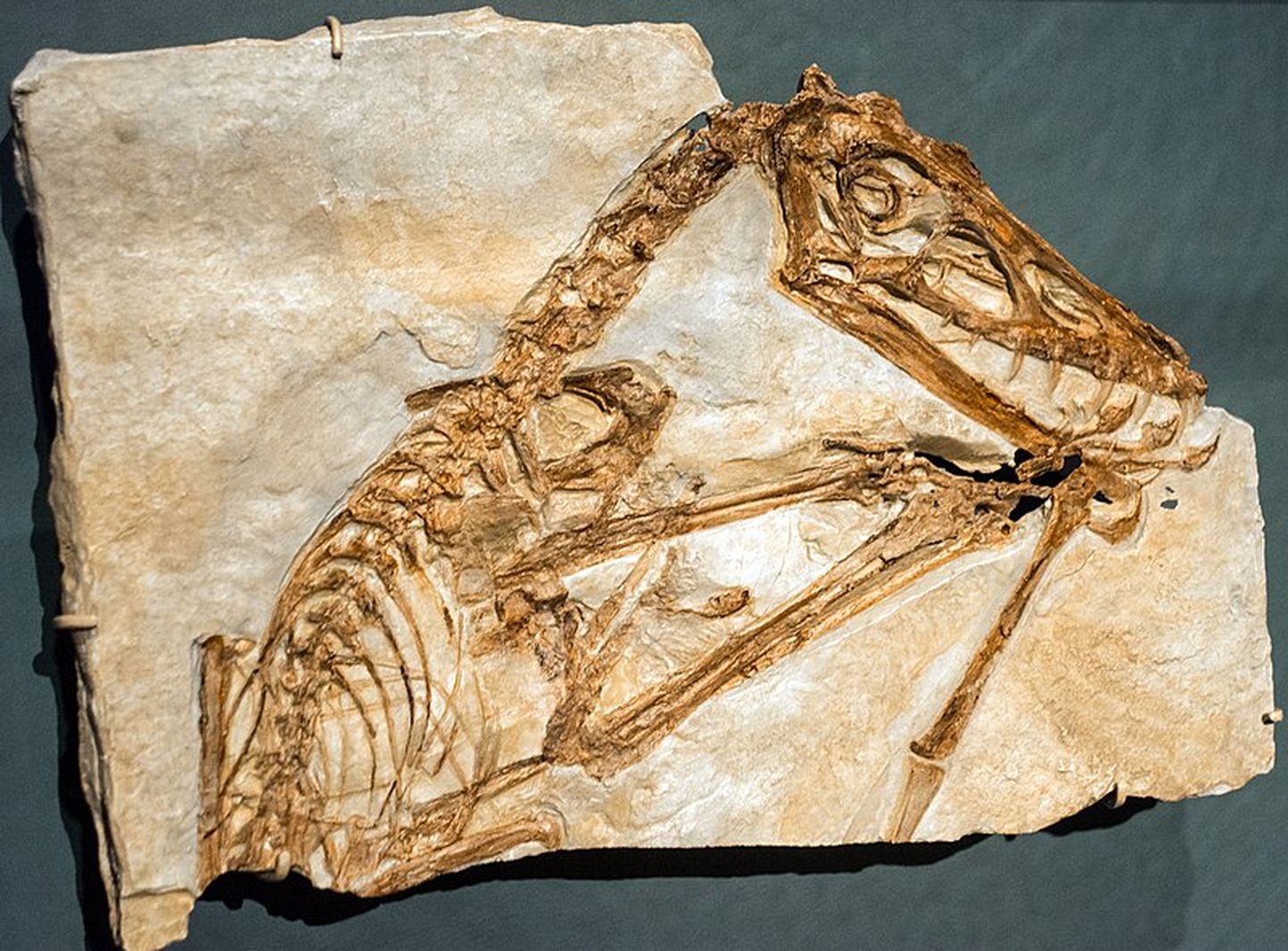 “Scaphognathus crassirostris” pterozaura fosiliju atlējums Klīvlendas Dabas muzejā. Fosilijas atrastas Vācijā