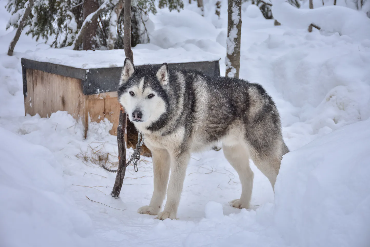 Siberi huski. Pilt on illustreeriv.