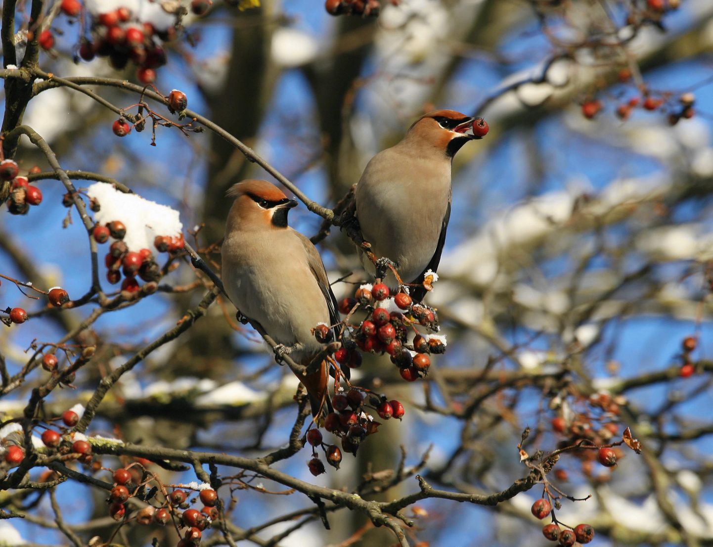 Rasvatihane on kõige arvukam linnuliik Eestimaa talves.