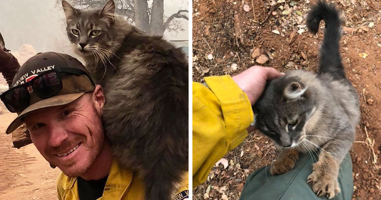 California tuletõrjuja Ryan Coleman päästetud kassiga