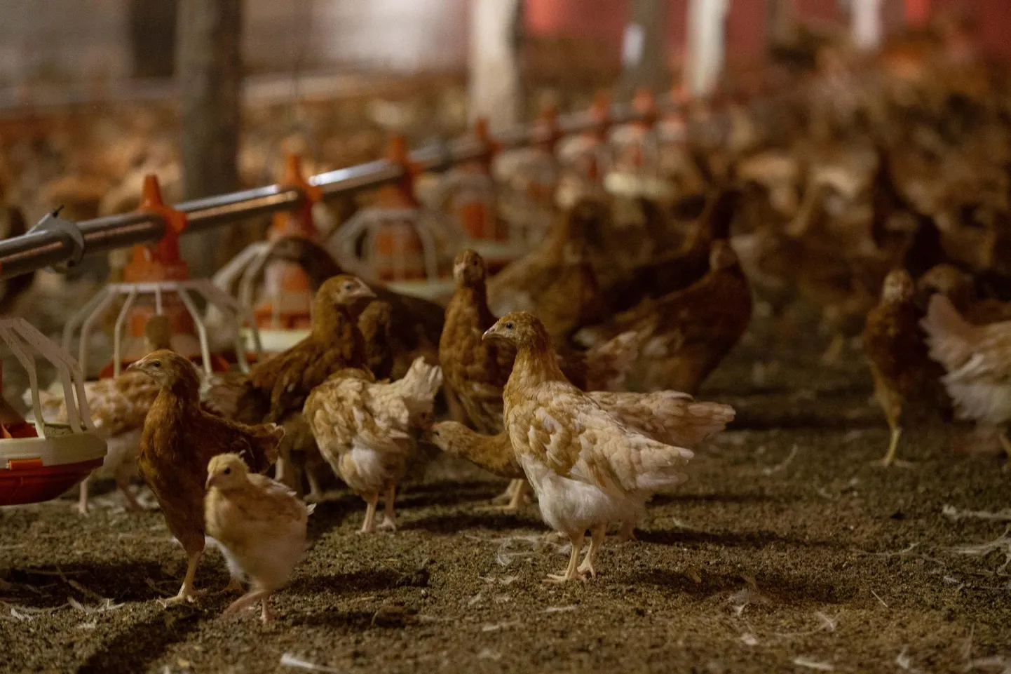 Osoon võib osutuda kasulikuks piima- ja lihakarjale, lammastele, sigadele, jänestele, kanadele vajalike elutingimuste tagamisel farmides ja tõuaretuses.