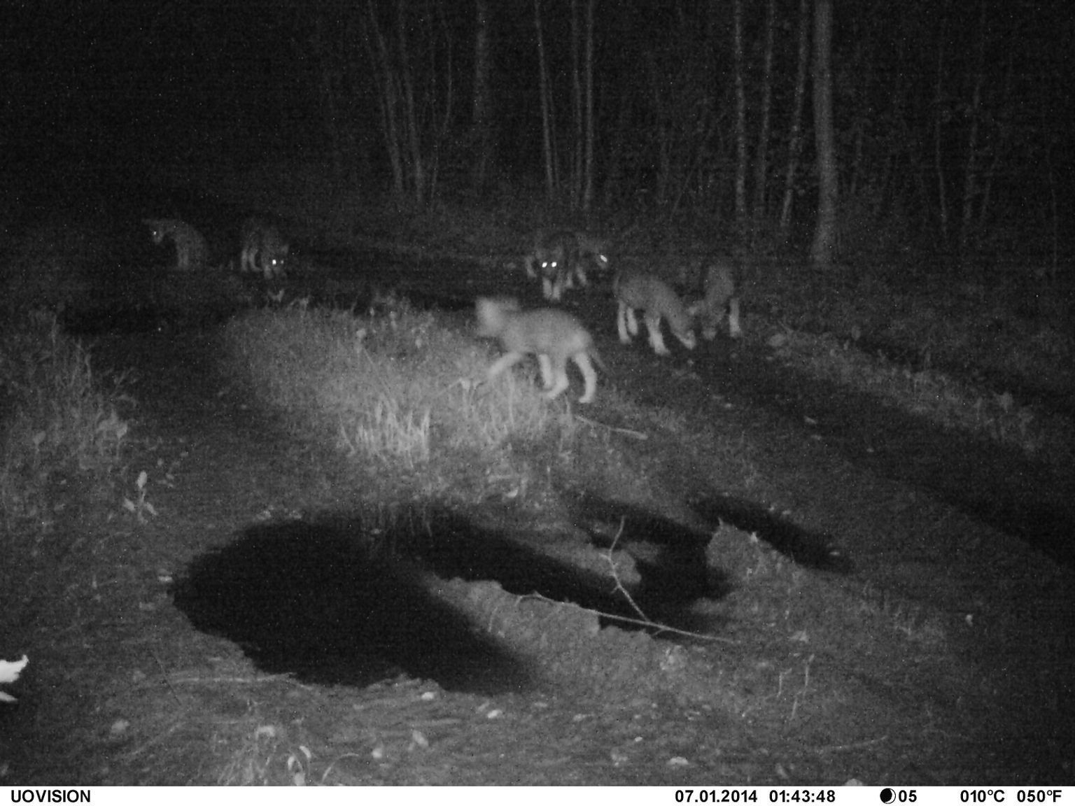 Kevadel Alam-Pedja looduskaitsealal ühte pesakonda sündinud üheksast hundikutsikast seitse talletas korraga ühele pildile Rannu jahiseltsi rajakaamera mullu 1. juulil.