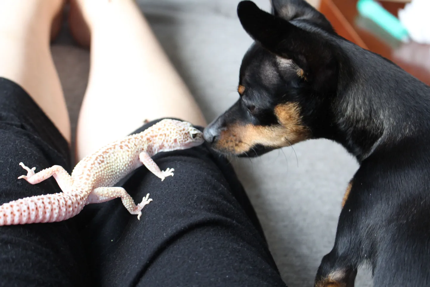 Leopardgeko ja vene toy terjer.