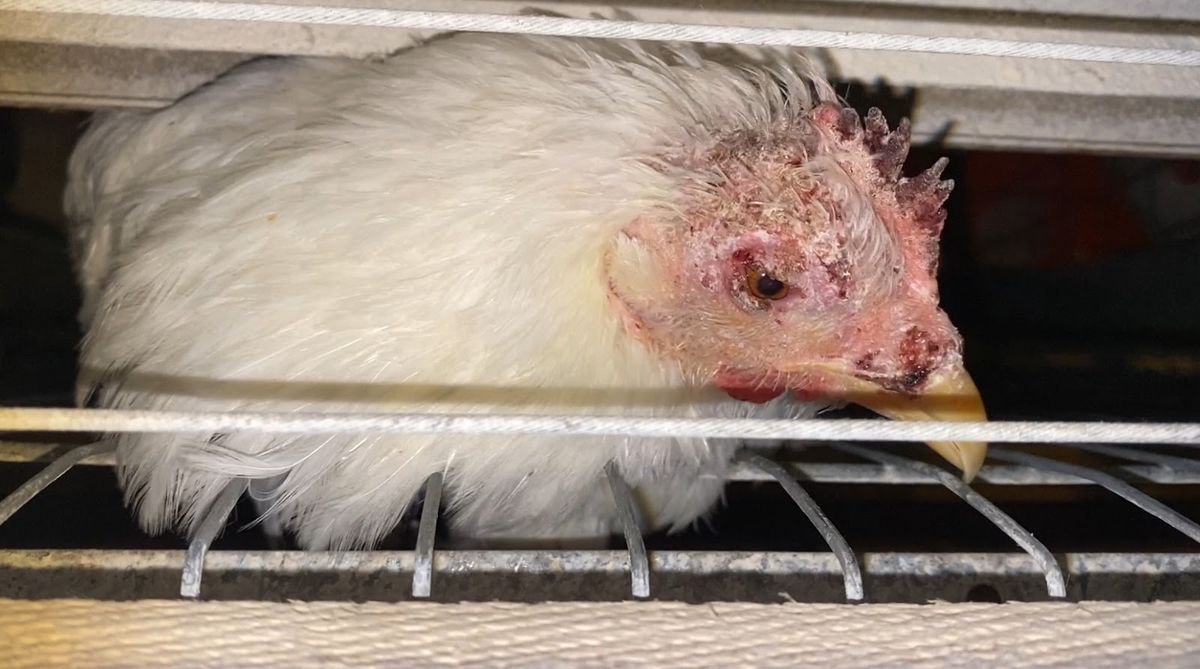 Kanadel on puurikanalas oma vigastamiseks palju võimalusi. Selle kana kõrbenud pea on ilmselt tekkinud sellest, et ta on läinud vastu elektrit täis traati, mis puuri äärde paigutatud on.