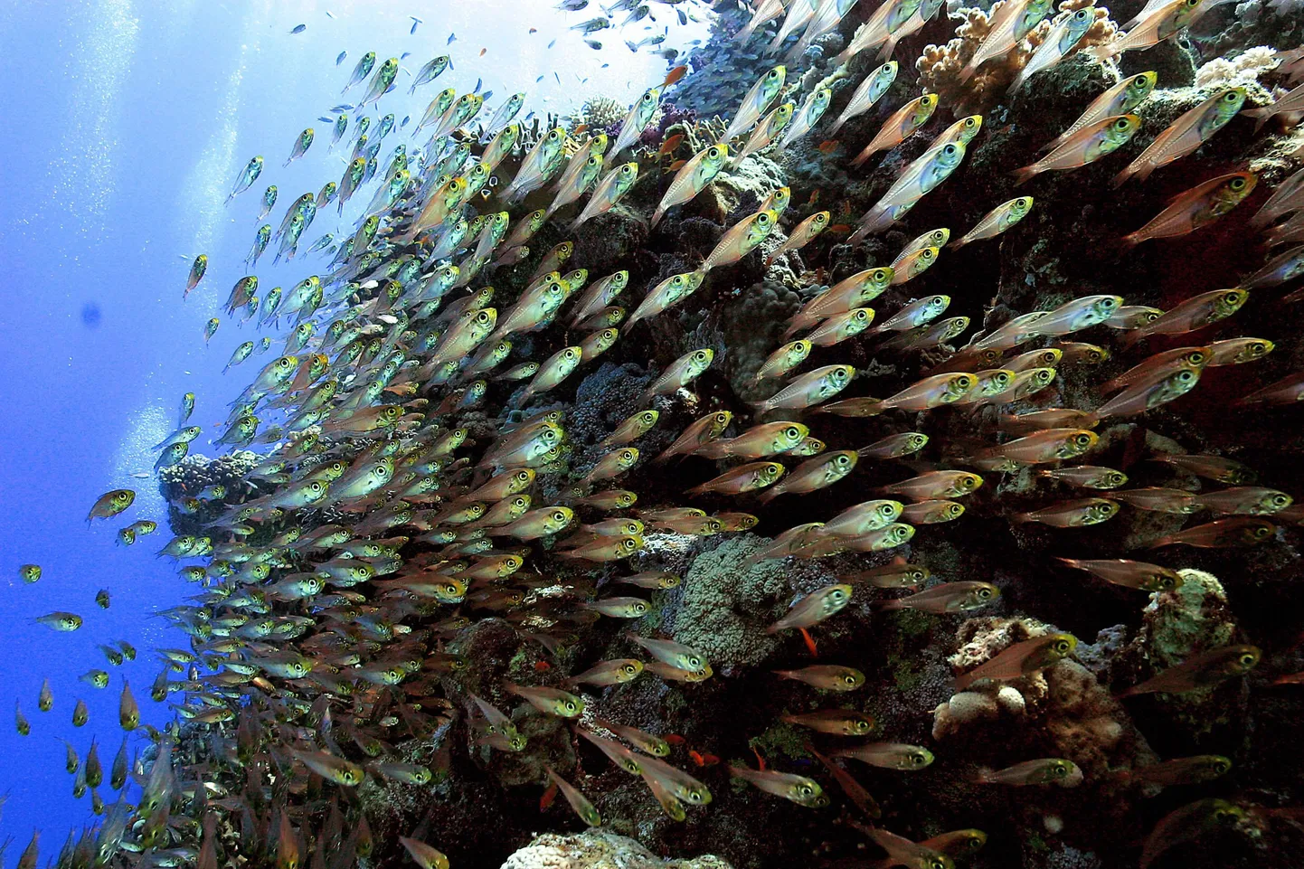 COPENHAGEN ENVIRONMENT PHOTO PACKAGE
Thousands of Glassfishes ( Parapriacanthus guentheri ) swim on the edge of the coral reef in the depth of Ras Mohammed protection area near Sharm el-Sheikh in Egypt, 06 July 2005. Glassfish are nocturnal in habit. By day, they live in schools of hundreds of individuals within caves or the darkness of shipwrecks, while at night they scatter into the dark in search of small prey. The Red Sea , enclosed by 2000 kilometres of coast line in between the Arabic peninsula and the African continent, is one of the most fascinating natural environments of the world. Its waters are populated by an incredible variety of beautiful fish, shell fish, coral reefs and invertenrates, many of which are endemic and live only in this environment. AFP PHOTO / TARIK TINAZAY