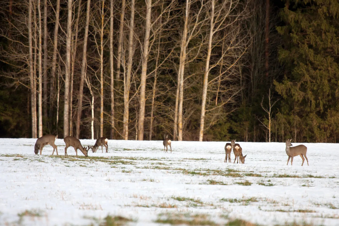 Pehmed ilmad ja vähene lumi tähendavad metsloomadele pidusööki.