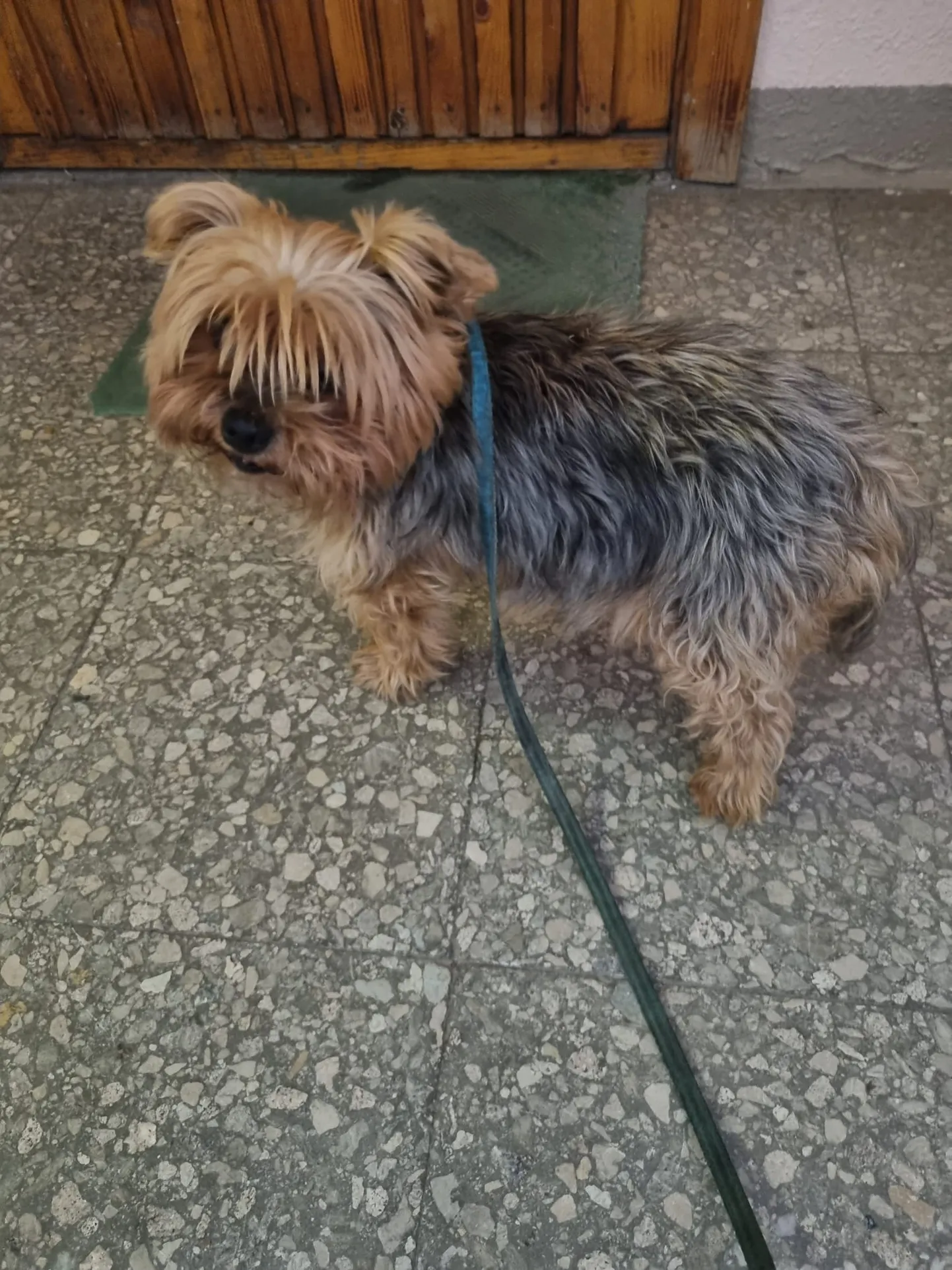 Loomapiinaja käest päästetud yorkie Bruno.