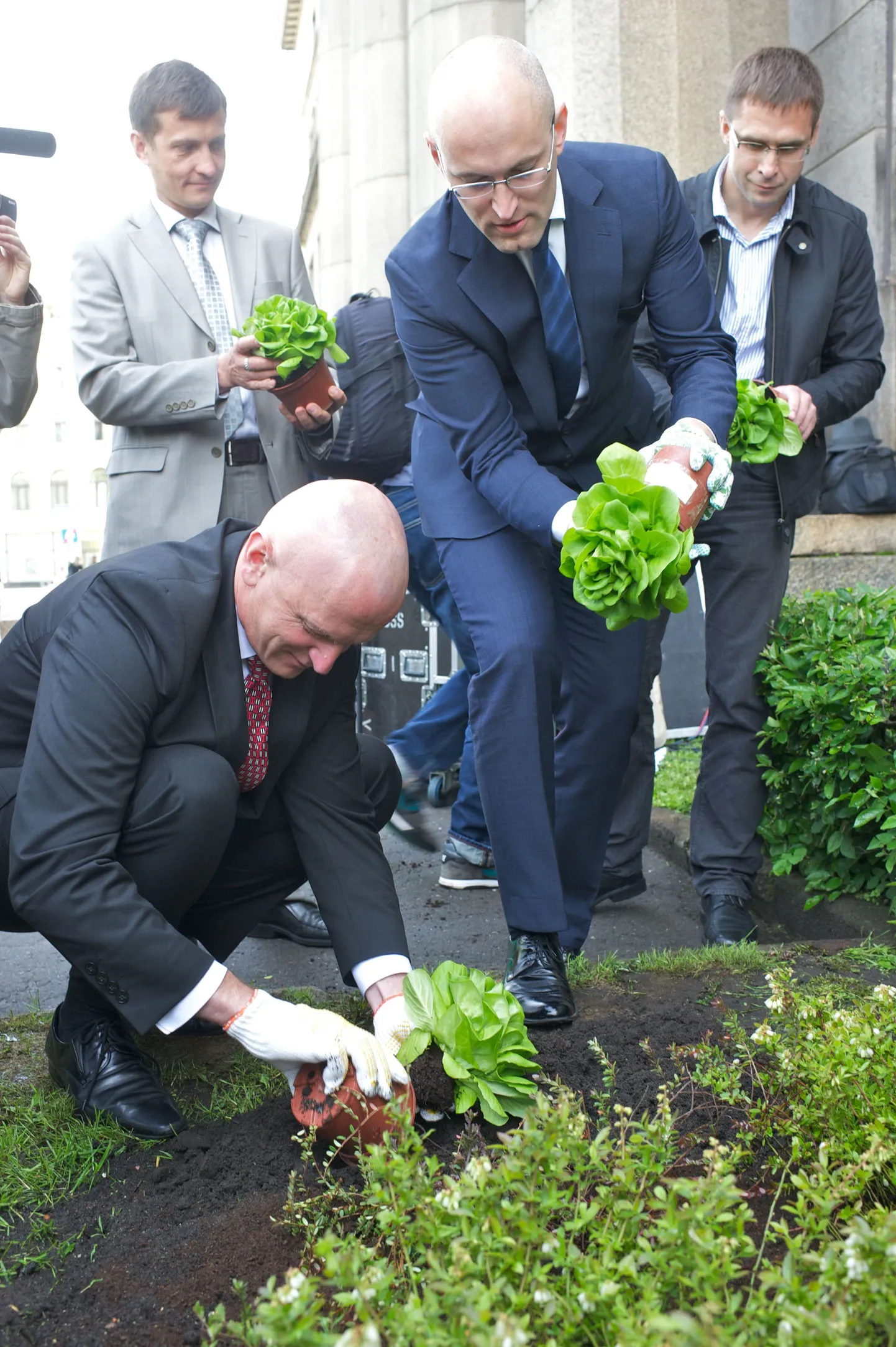 Läti majandusminister Daniels Pavluts (paremal) istutab kapsaid.