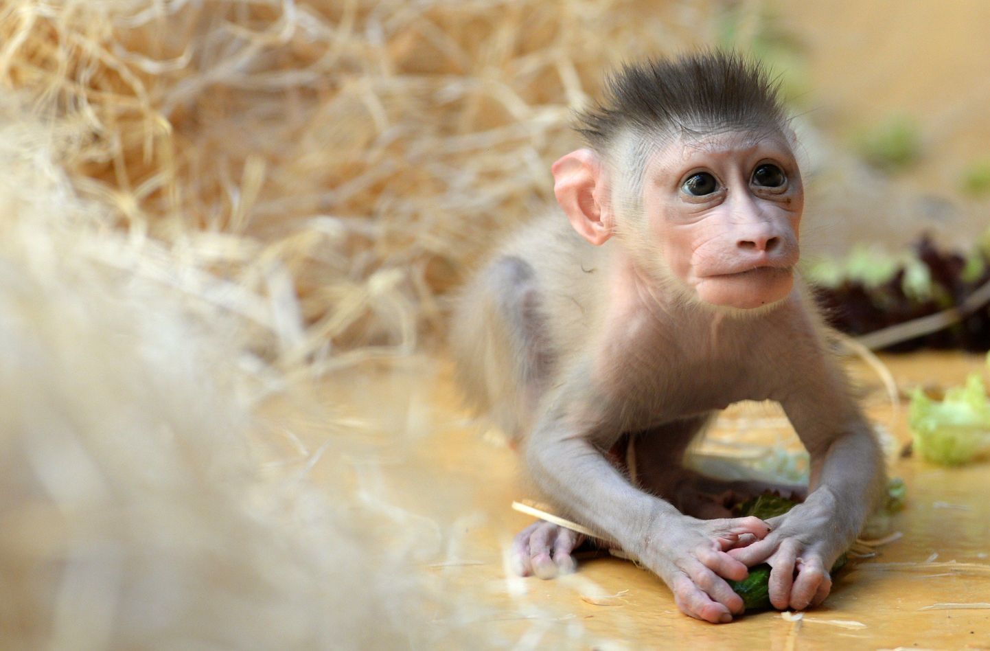 Väike ahvipoiss loomaaias.
