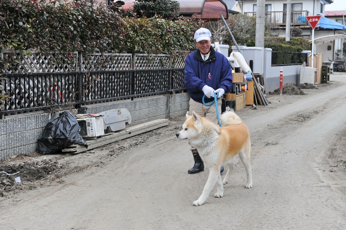 Jaapani mees jalutab akita-tõugu koeraga.