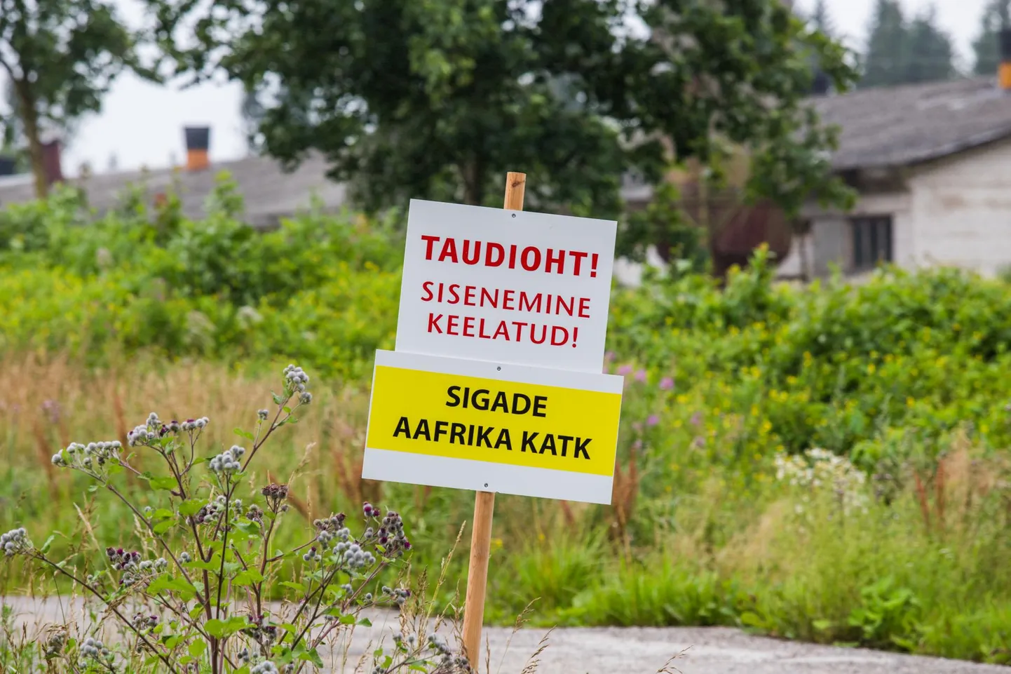 Seakatkutsoon. Pilt on illustratiivne.
