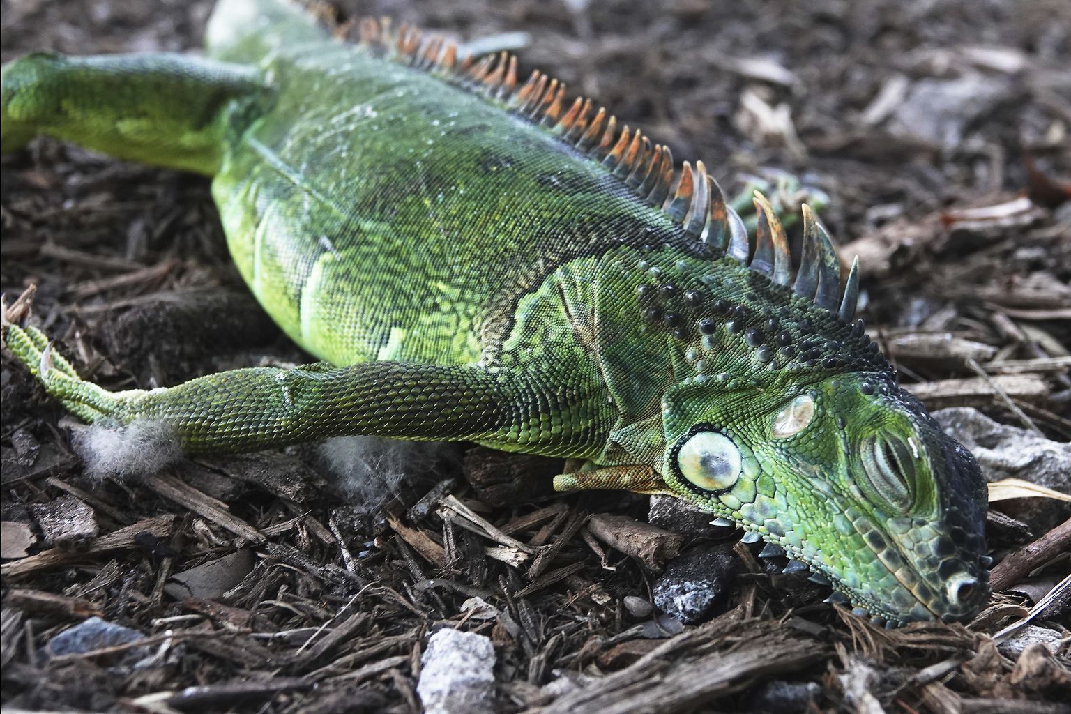 Puult kukkunud iguaan Floridas Oakland Parkis