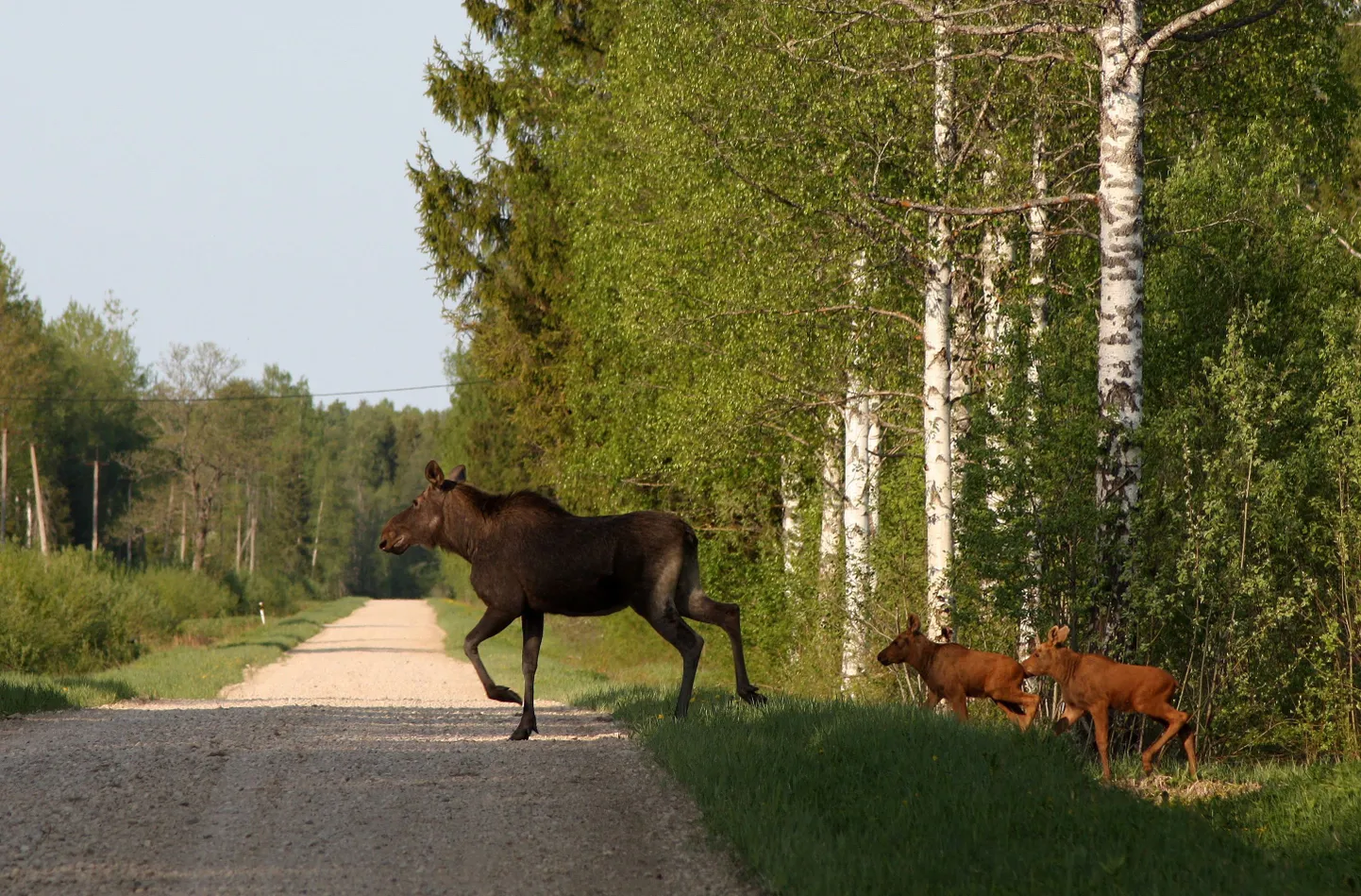Põdrapere.