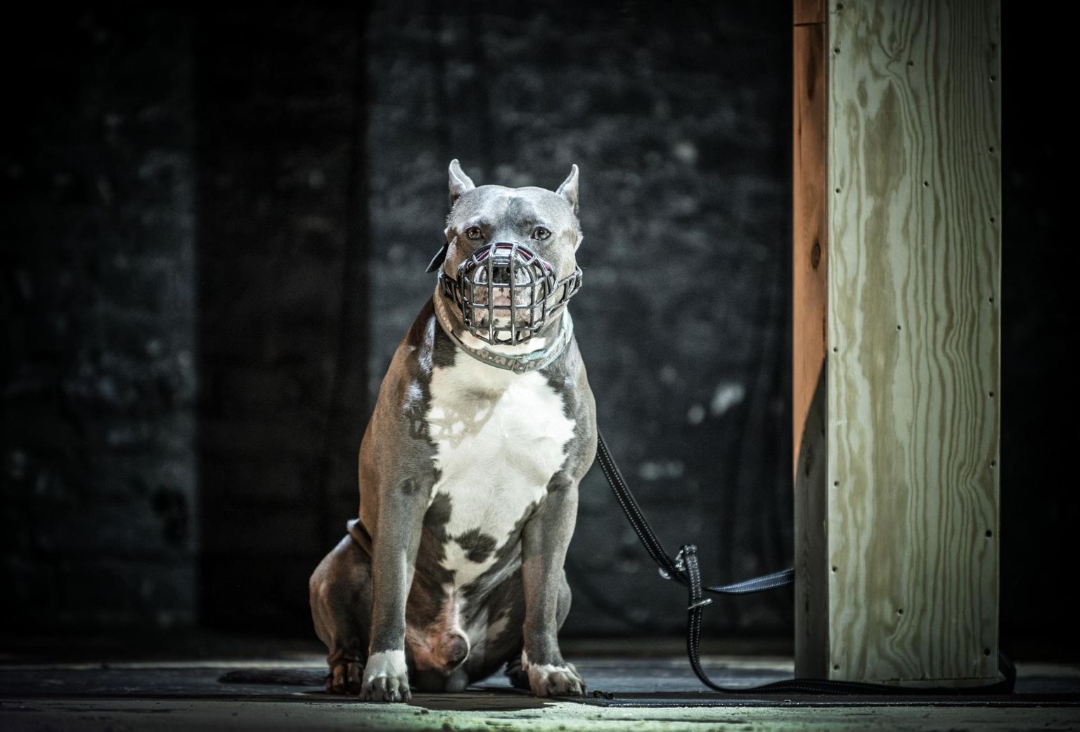 Teatr Powszechny skandaalse ja vastuolulise lavastuse «Needus» («Klatwa») üks tegelane, koer, kes otsib publiku seast moslemeid.