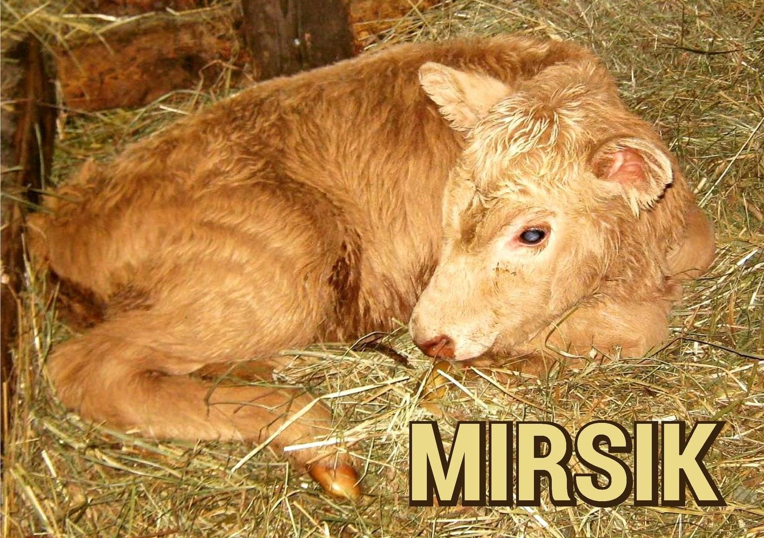 Rahva abiga sai Kurgjal selle aasta algul sündinud lehmatüdruk nimeks Mirsik.