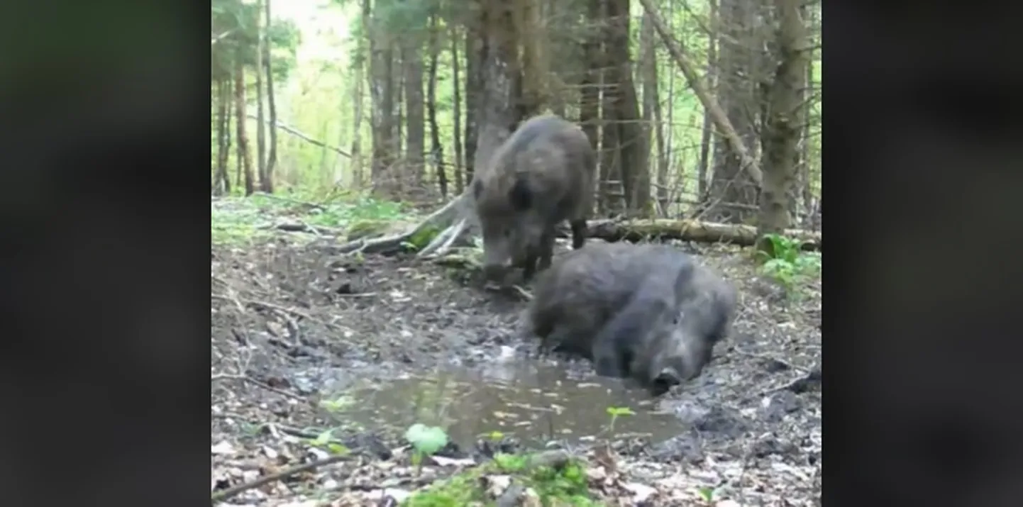 Kuvatõmmis videost