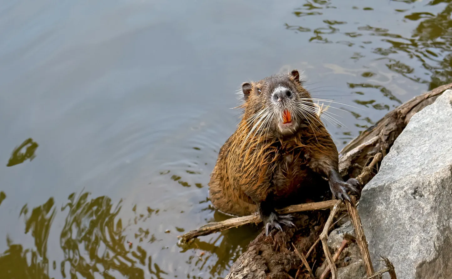 Nutria