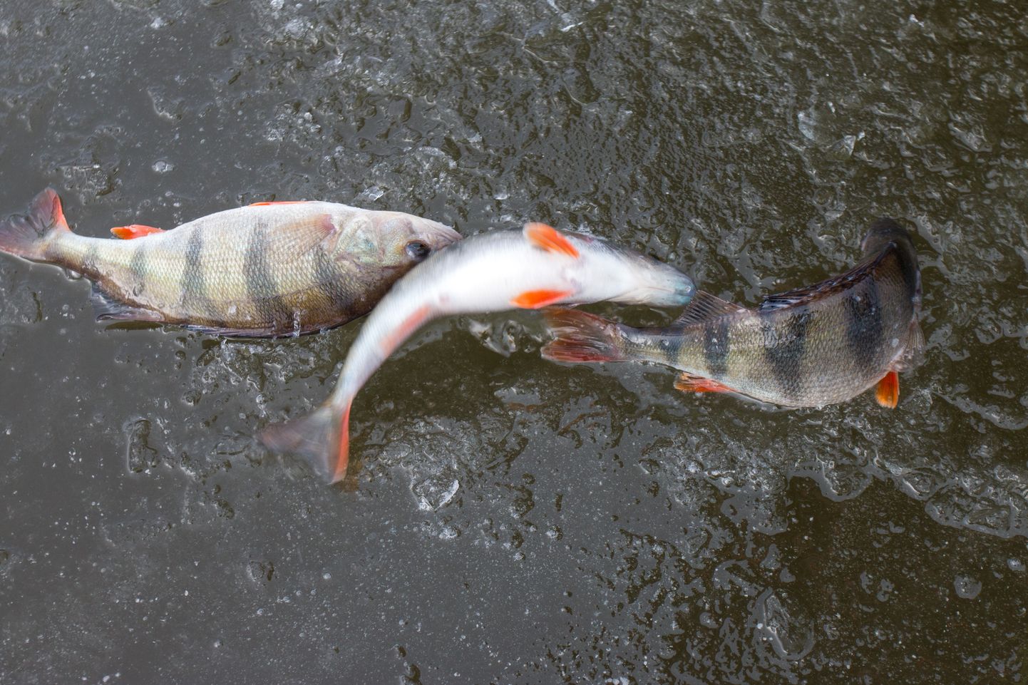 Läänemerest püütud kala võib julgelt süüa.