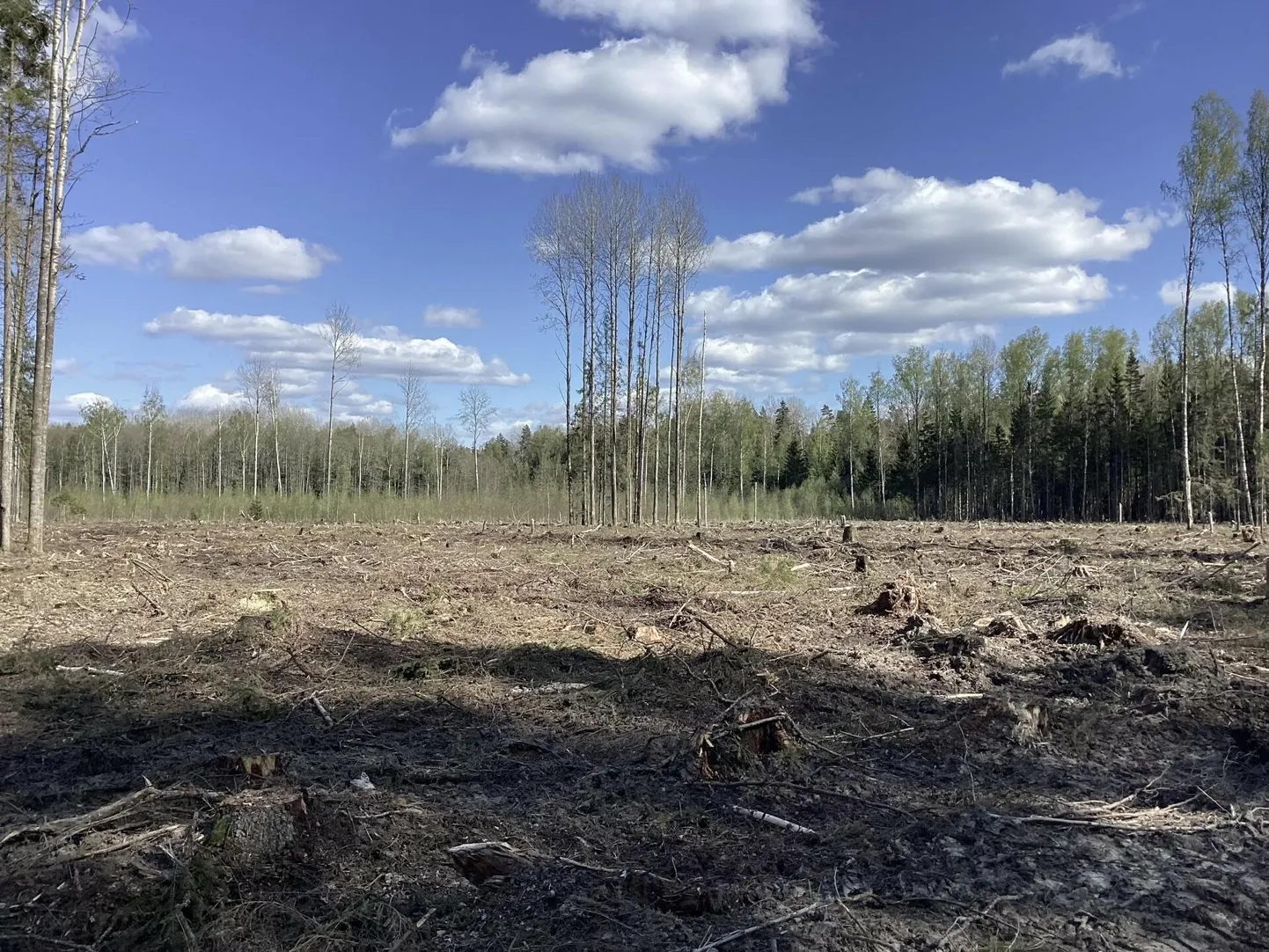 Lageraie must-toonekure elupaigas. Kõik on seaduslik.