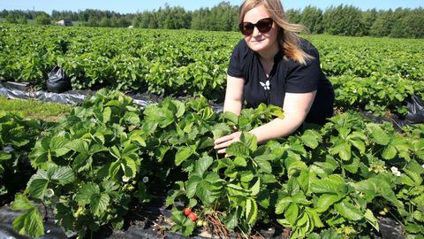 Eesti maasikad jõuavad nädala lõpuks turulettidele