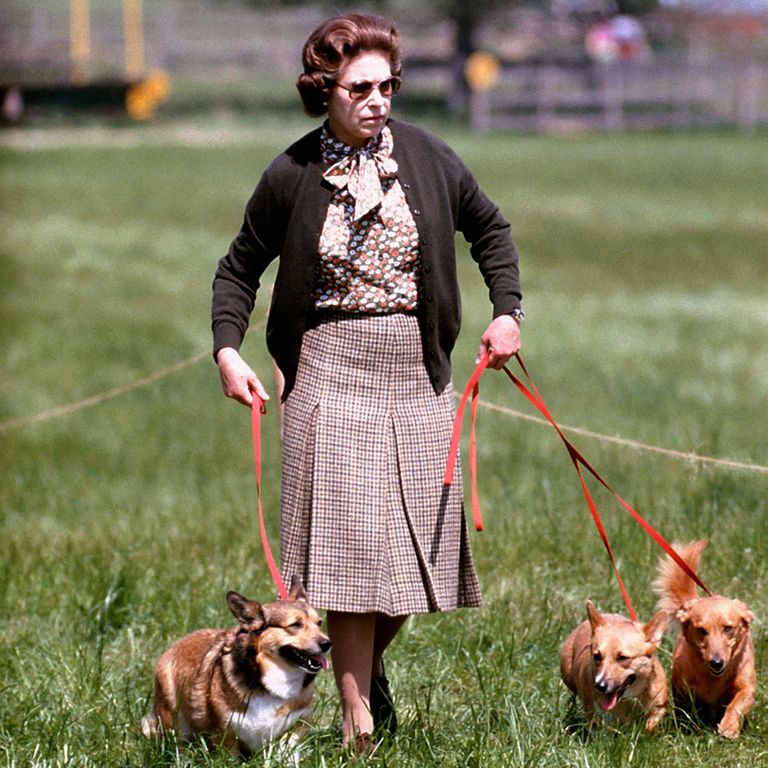 Kuninganna Elizabeth II 1980. aastal koertega jalutamas.