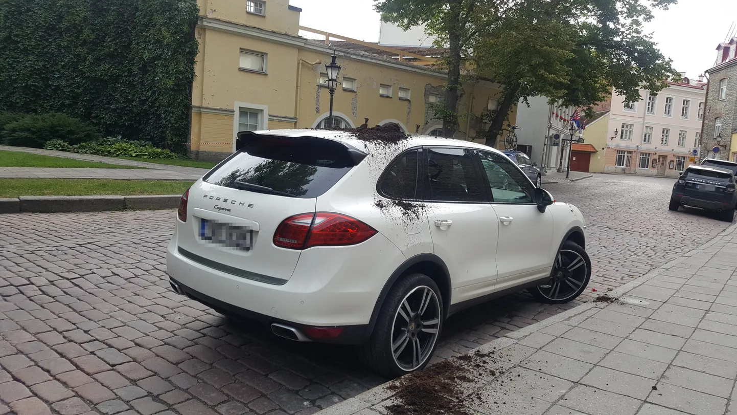 Kajakas pommitas Porschet mullakamakaga.
