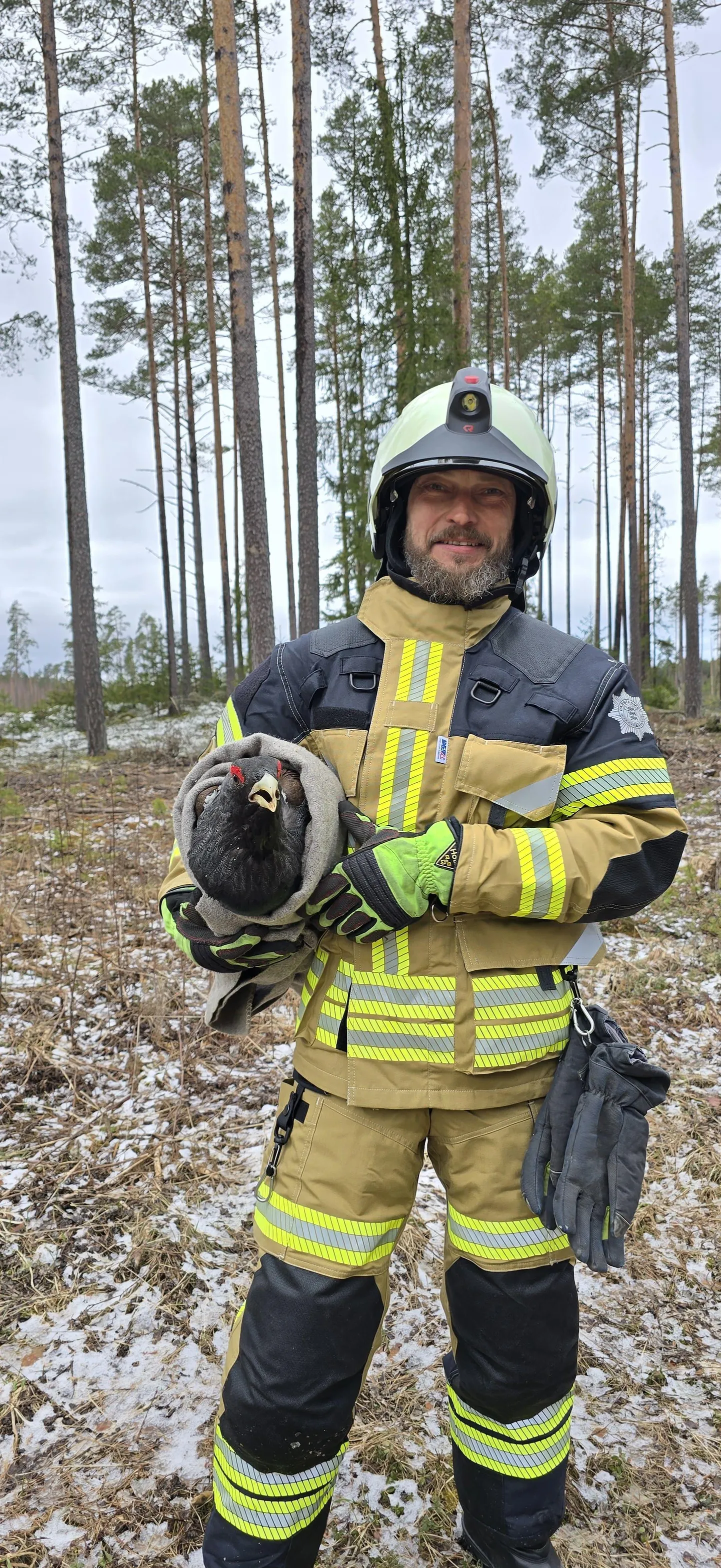 Loksa päästjad võtsid tõreda linnu kaenlasse ja viisid metsa.