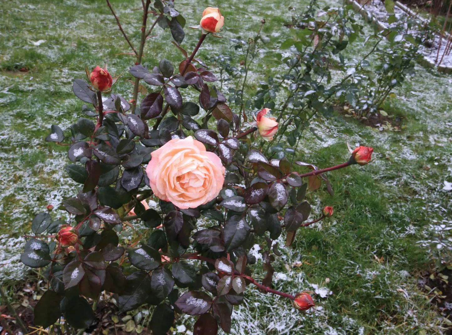 Tartlase Ülle Hõraki hoovis hakkasid möödunud nädalal õitsema roosid, fotol on üks õis täielikult avanenud, teised on alles nupus.