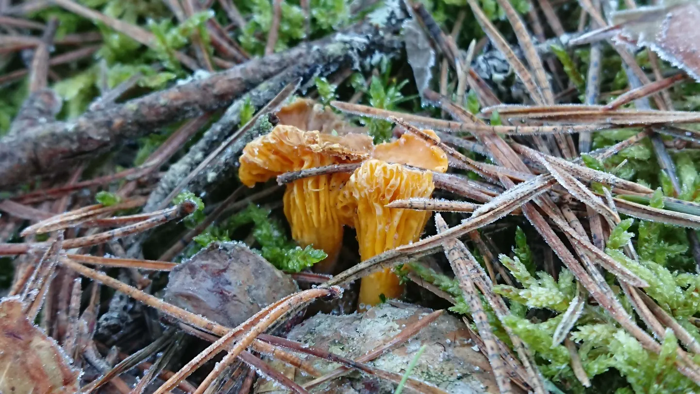 Kukeseened Järve metsas.