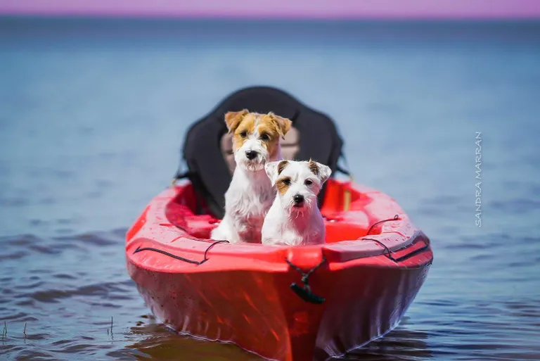 Jack Russelli terjerid Amadeus (7) ja Rooni (3) veetsid suvel mõnusalt aega Võrtsjärve ääres, eriti meeldis neile kanuutada ja supilauaga sõita.